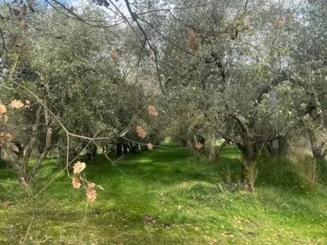 Terreno in vendita a Paparano, Vitorchiano