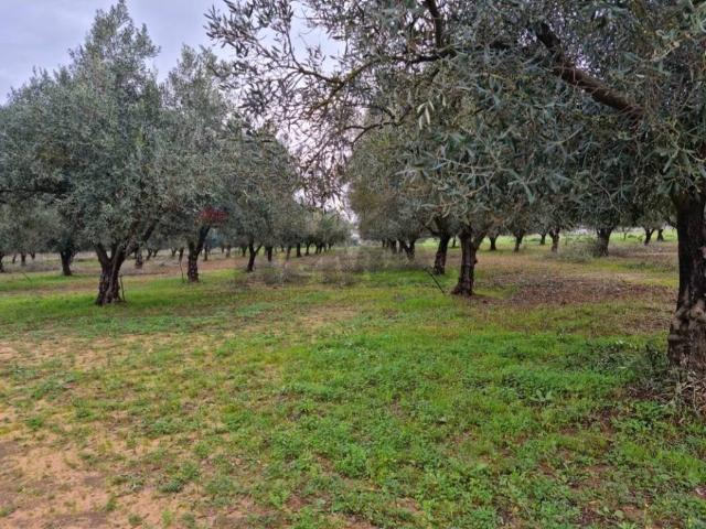 Terreno in vendita a Vittoria, Ragusa