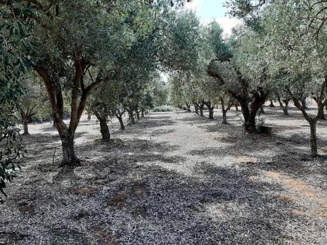 Terreno in vendita a Vittoria, Sicilia