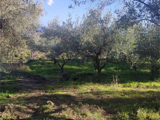 Terreno in vendita a Passopomo, Zafferana Etnea