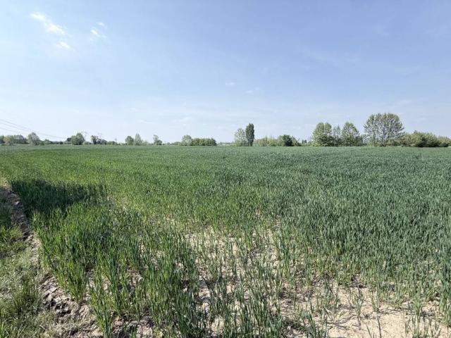 Terreno in vendita a Zimella, Veneto
