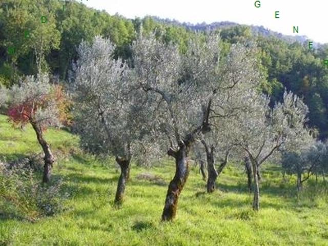 Terreno in vendita a Borgo San Lorenzo, Toscana