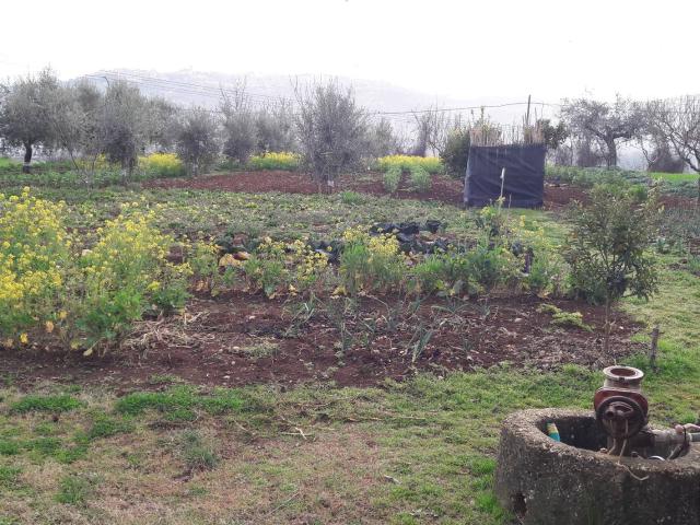 Terreno in vendita a Cepagatti, Abruzzo