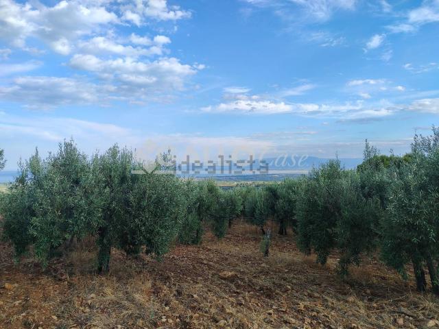 Terreno in vendita a Calabria, Cosenza