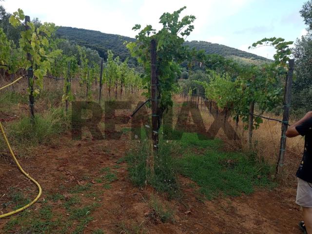 Terreno in vendita a Poggetto, Piombino