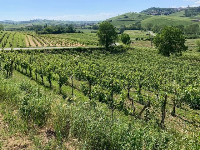 Terreno in vendita a Piemonte, Asti