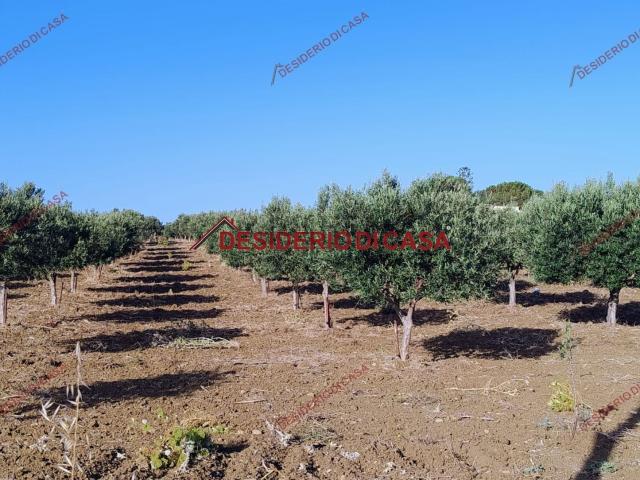 Terreno in vendita a Paceco, Sicilia