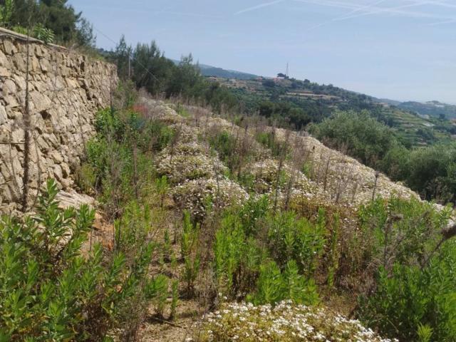 Terreno in vendita a Torre dei Stevani, San Remo
