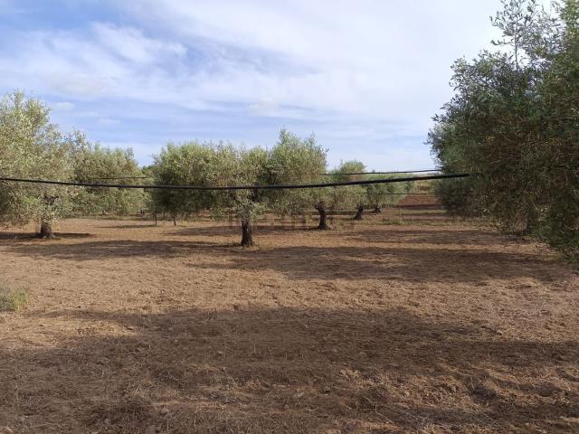 Terreno in vendita a Dolianova, Sardigna/Sardegna