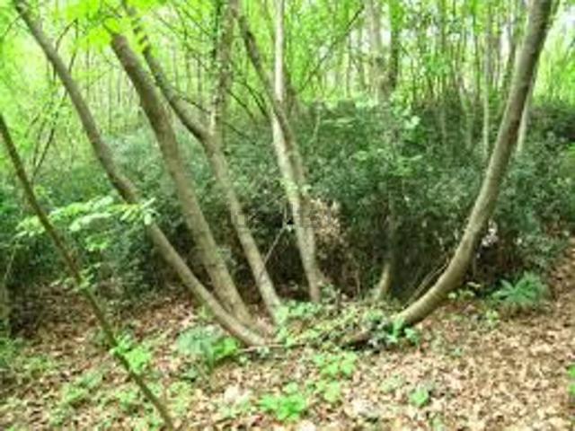 Terreno in vendita a Tregnago, Veneto