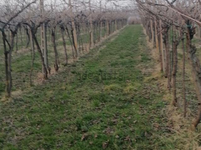 Terreno in vendita a San Bonifacio, Veneto