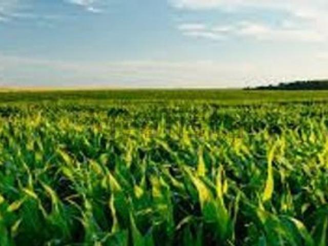 Terreno in vendita a Noventa Di Piave, Veneto