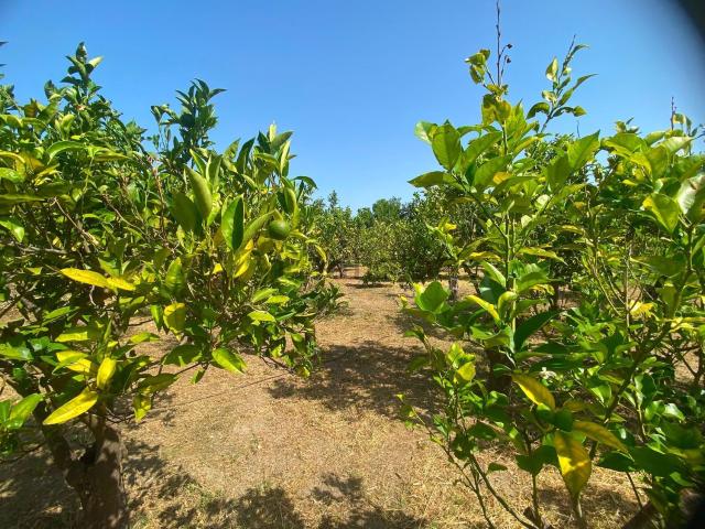 Terreno in vendita a Saponara, Sicilia
