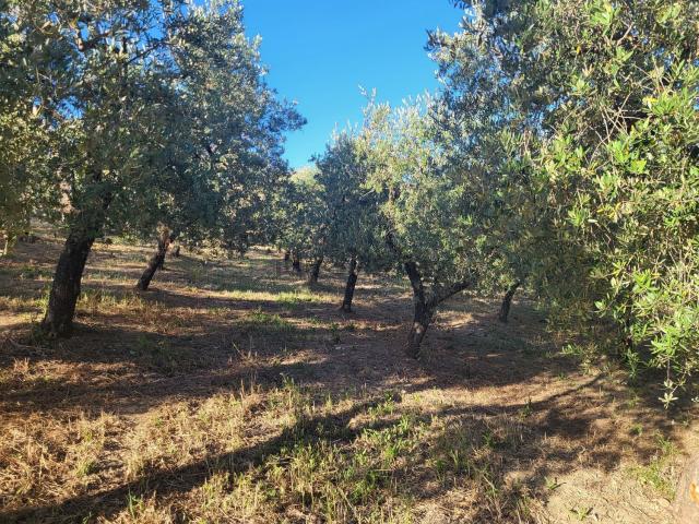 Terreno in vendita a Termoli, Molise