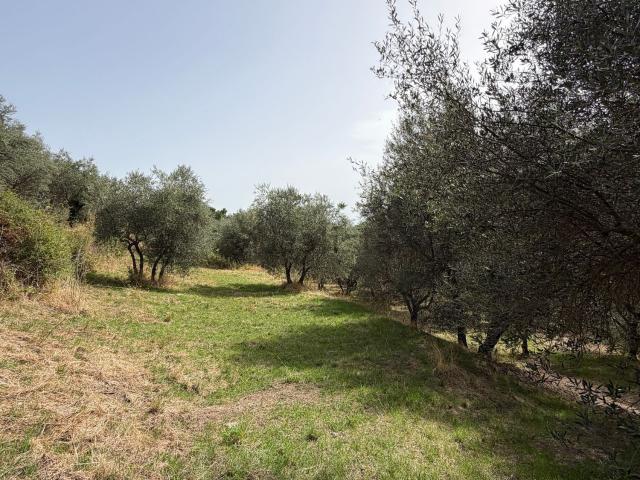 Terreno in vendita a Soriano nel Cimino, Viterbo