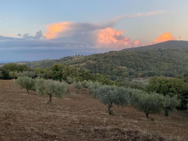 Terreno in vendita a Preselle, Scansano
