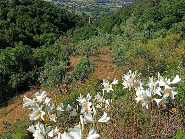 Terreno in vendita a Castiglion Fiorentino, Toscana