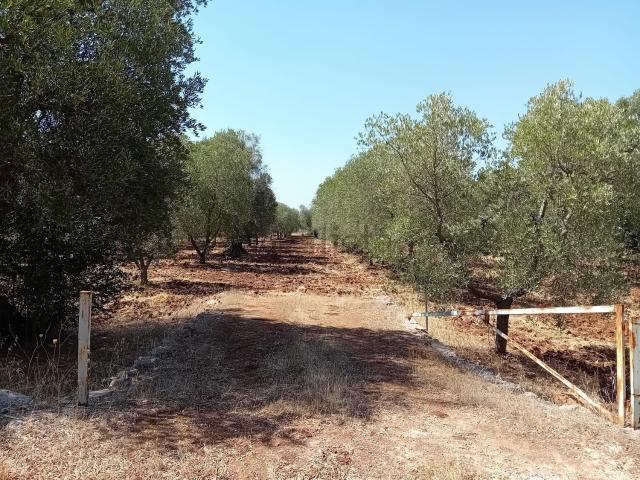 Terreno in vendita a Ceglie Messapica, Brindisi