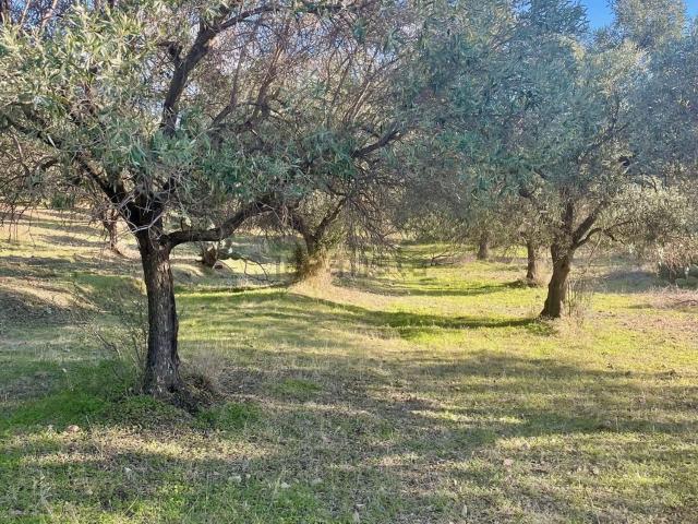 Terreno in vendita a Dolianova, Sardigna/Sardegna