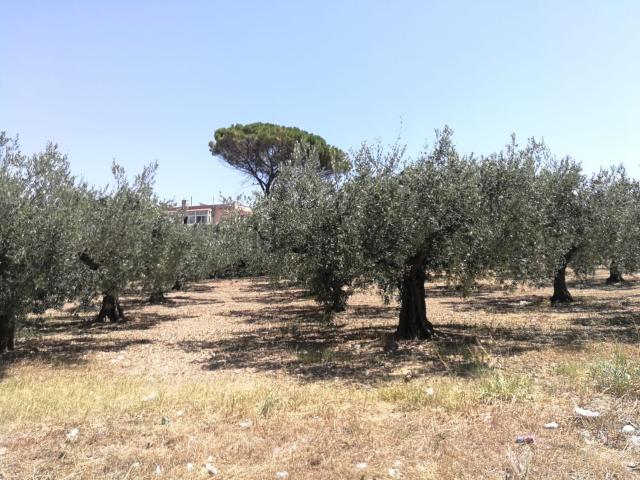 Terreno in vendita a Castelvetrano, Sicilia