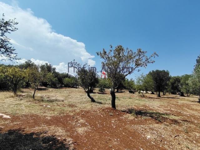 Terreno in vendita a Puglia, Brindisi