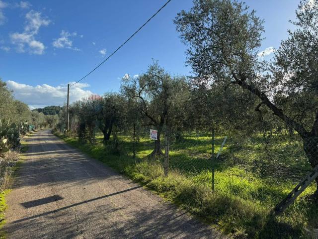 Terreno in vendita a Puglia, Foggia