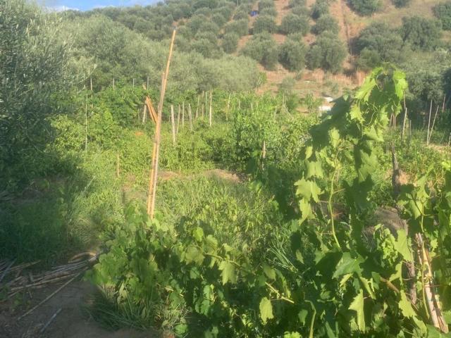 Terreno in vendita a Campogrande, Tripi