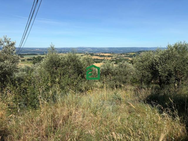 Terreno in vendita a Porchiano del Monte, Amelia