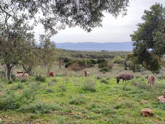 Terreno in vendita a Monte Figu, Iglesias