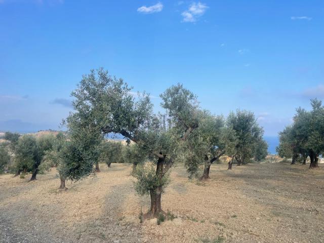 Terreno in vendita a Calabria, Reggio Calabria