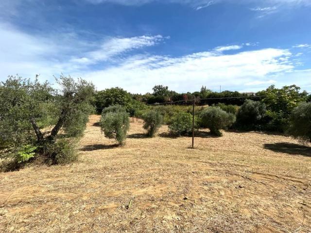 Terreno in vendita a Pisticci, Basilicata