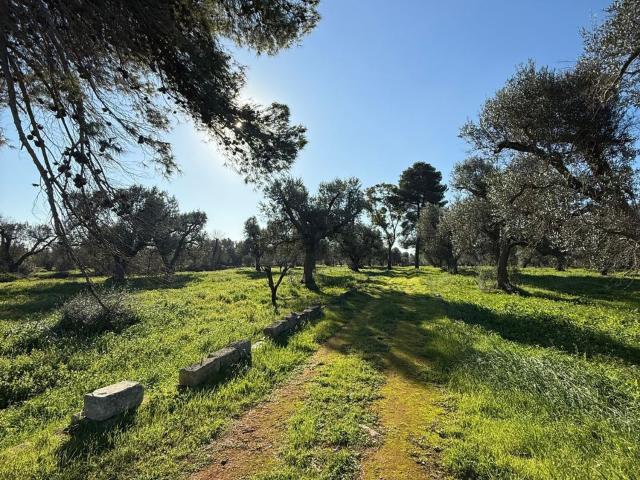 Terreno in vendita a San Michele Salentino, Brindisi