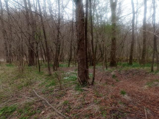 Terreno in vendita a Limana, Veneto