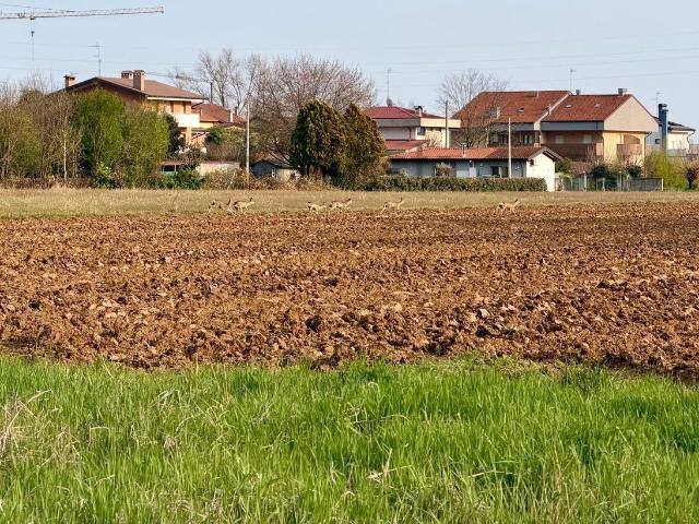 Terreno in vendita a Cussignacco / Cussignà, Reana Del Roiale