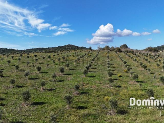 Terreno in vendita a Capalbio, Grosseto