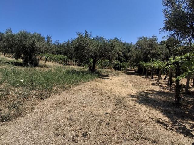 Terreno in vendita a Santa Liberata, Ortona