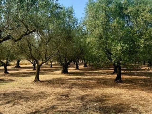 Terreno in vendita a Montefiascone, Viterbo