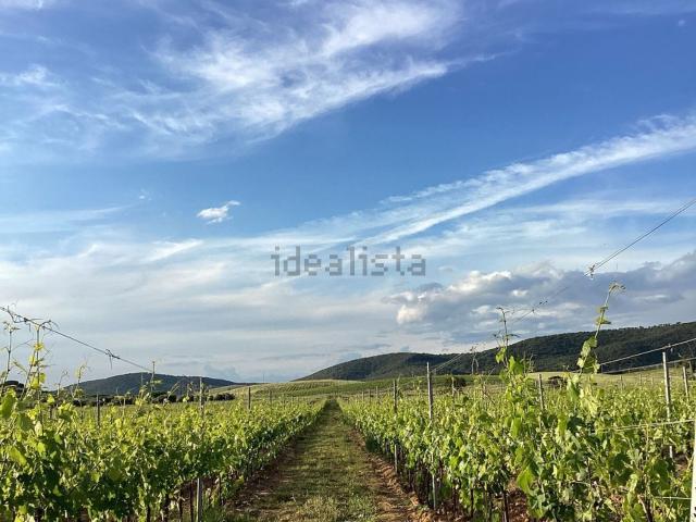 Terreno in vendita a Magliano In Toscana, Toscana