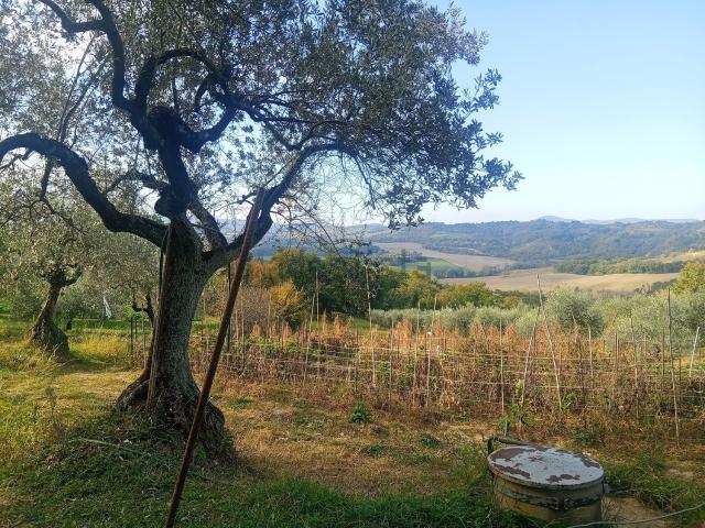 Terreno in vendita a Colle Pizzuto, San Gemini
