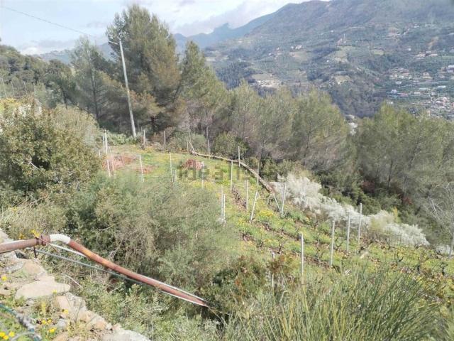 Terreno in vendita a Soldano, Provincia di Imperia