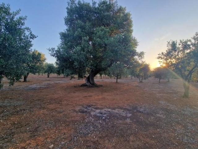 Terreno in vendita a Puglia, Brindisi