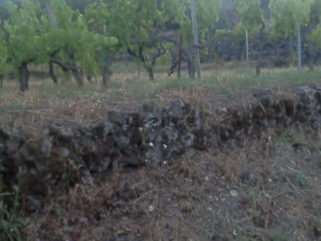 Terreno in vendita a Castiglione Di Sicilia, Sicilia