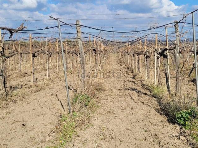 Terreno in vendita a Puglia, Foggia