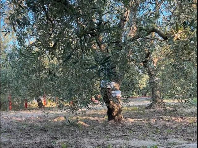 Terreno in vendita a Puglia, Barletta-andria-trani
