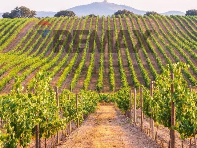 Terreno in vendita a Occhiobello, Veneto