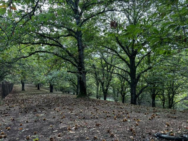 Terreno in vendita a Canepina, Viterbo