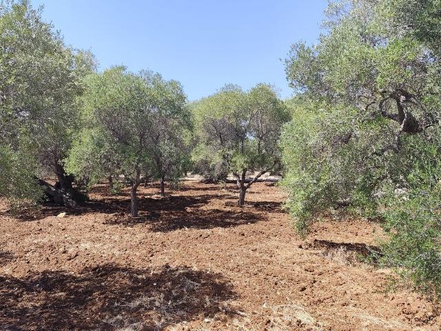 Terreno in vendita a Puglia, Brindisi