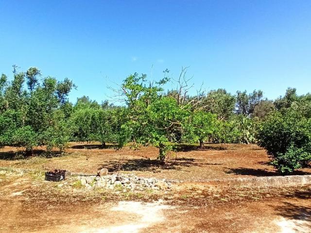 Terreno in vendita a Puglia, Brindisi