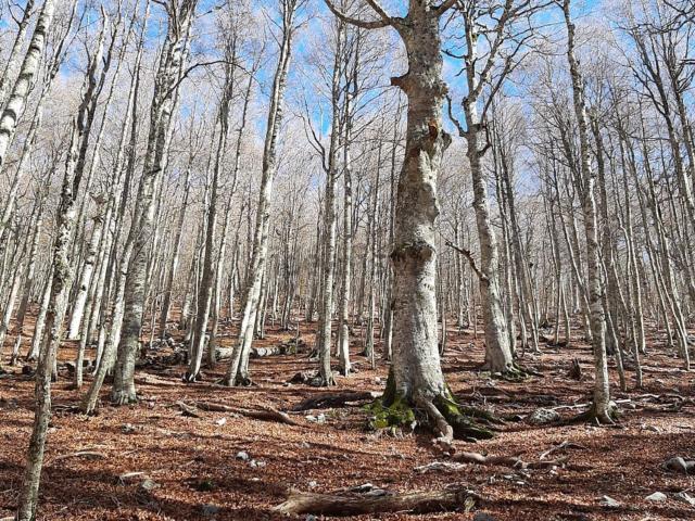 Terreno in vendita a Tursi, Basilicata