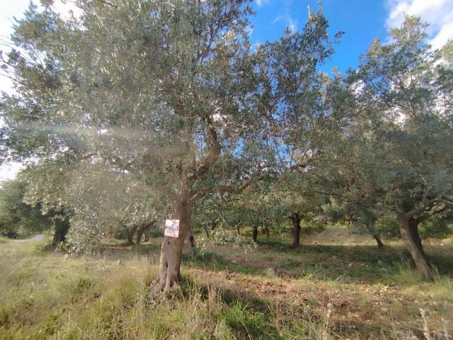 Terreno in vendita a San Vittore Del Lazio, Lazio